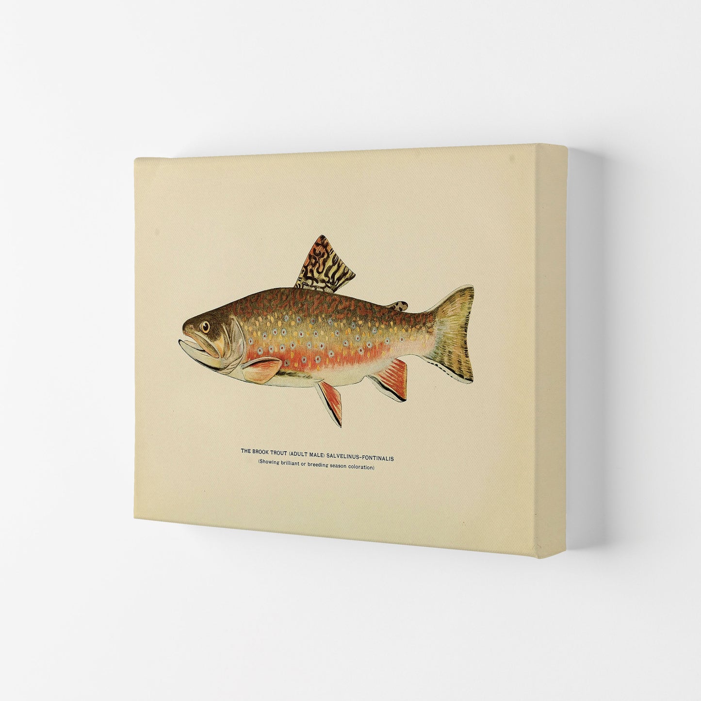 Brook Trout Illustration Art Print by Jason Stanley