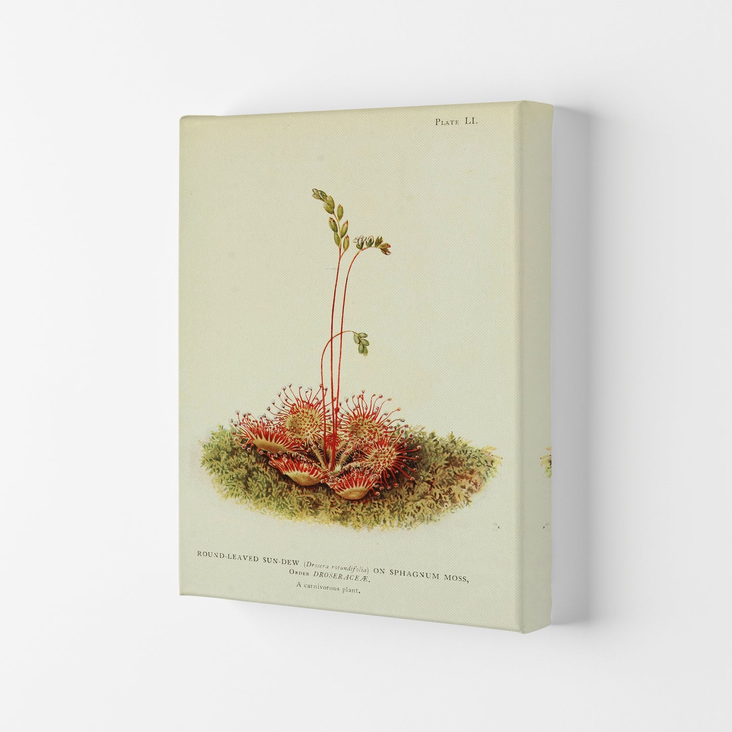 A Carnivorous Plant Art Print by Jason Stanley Canvas