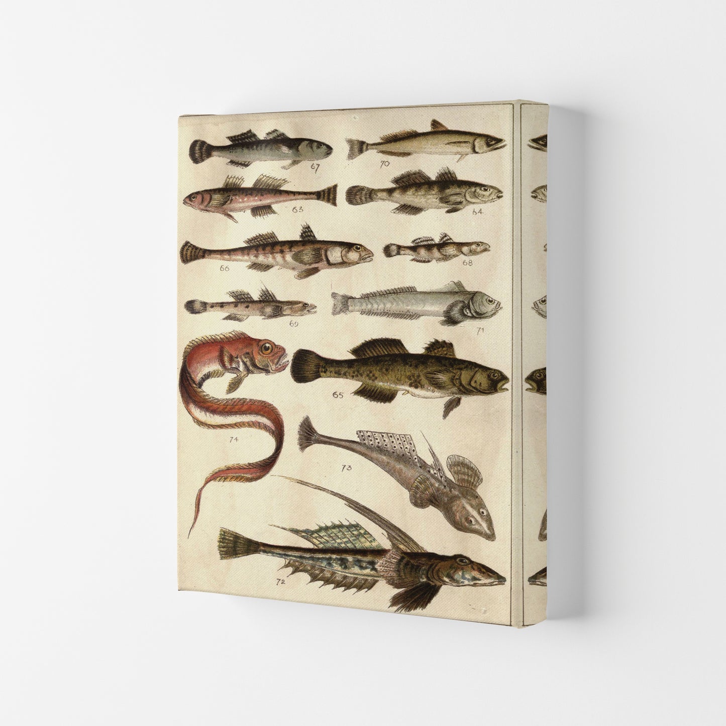 Creatures Of The Sea Art Print by Jason Stanley Canvas