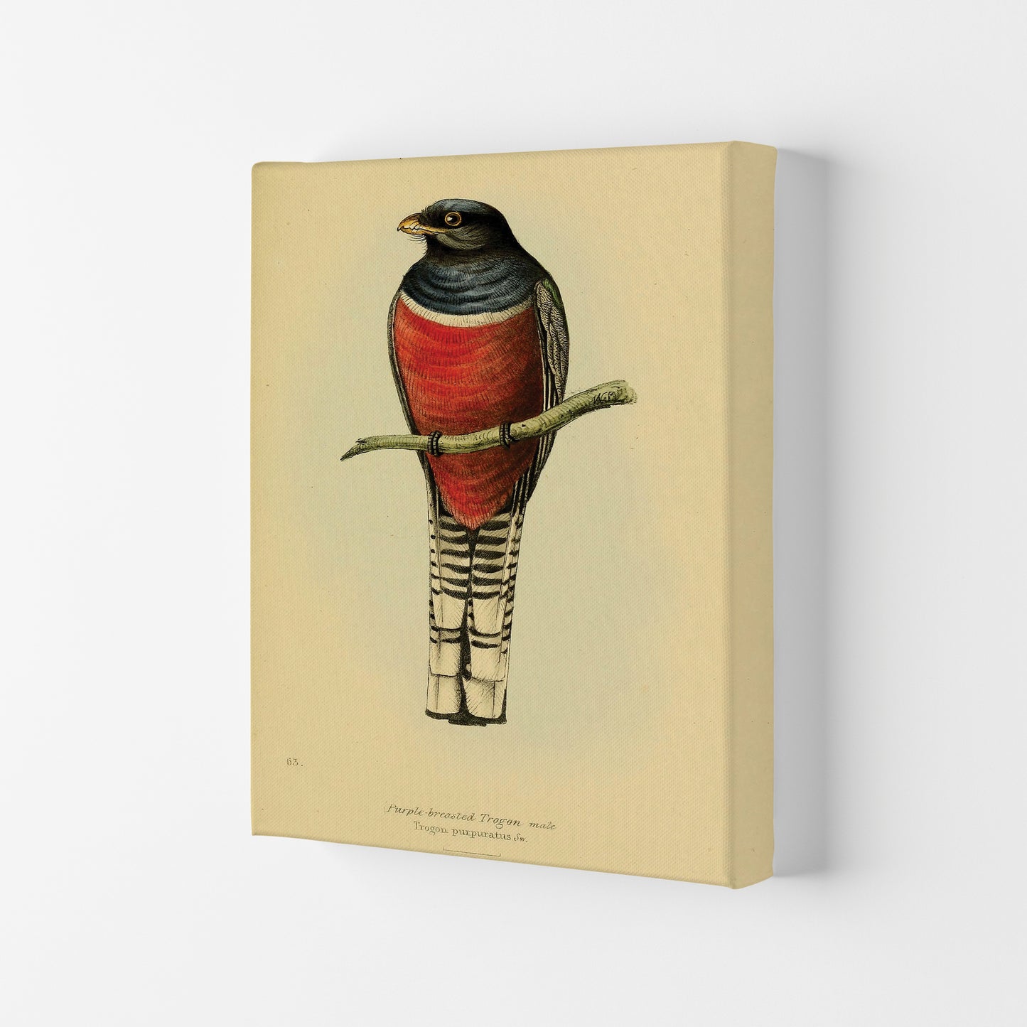 Purple Breasted Trogon Art Print by Jason Stanley Canvas