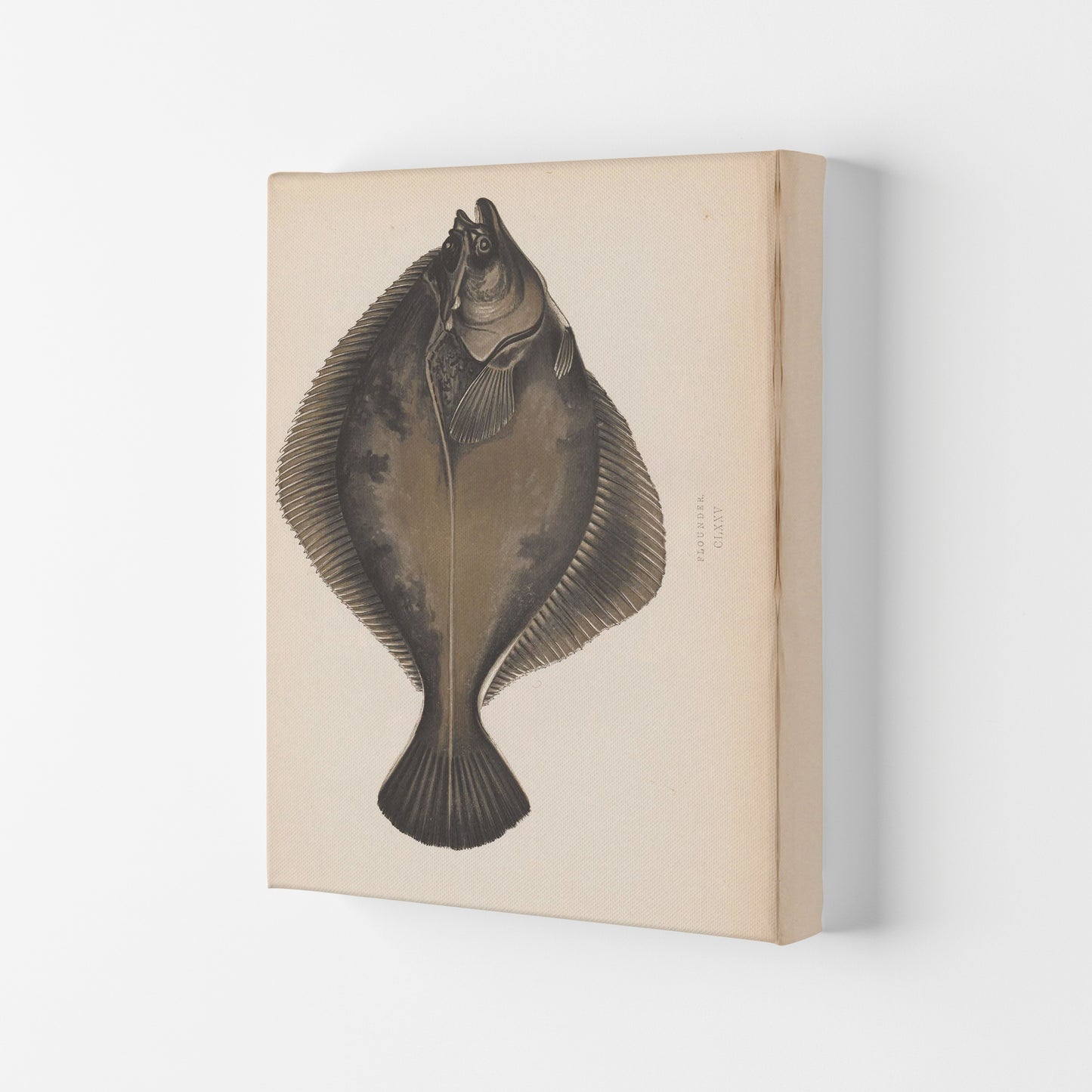 Vintage Flounder Art Print by Jason Stanley Canvas