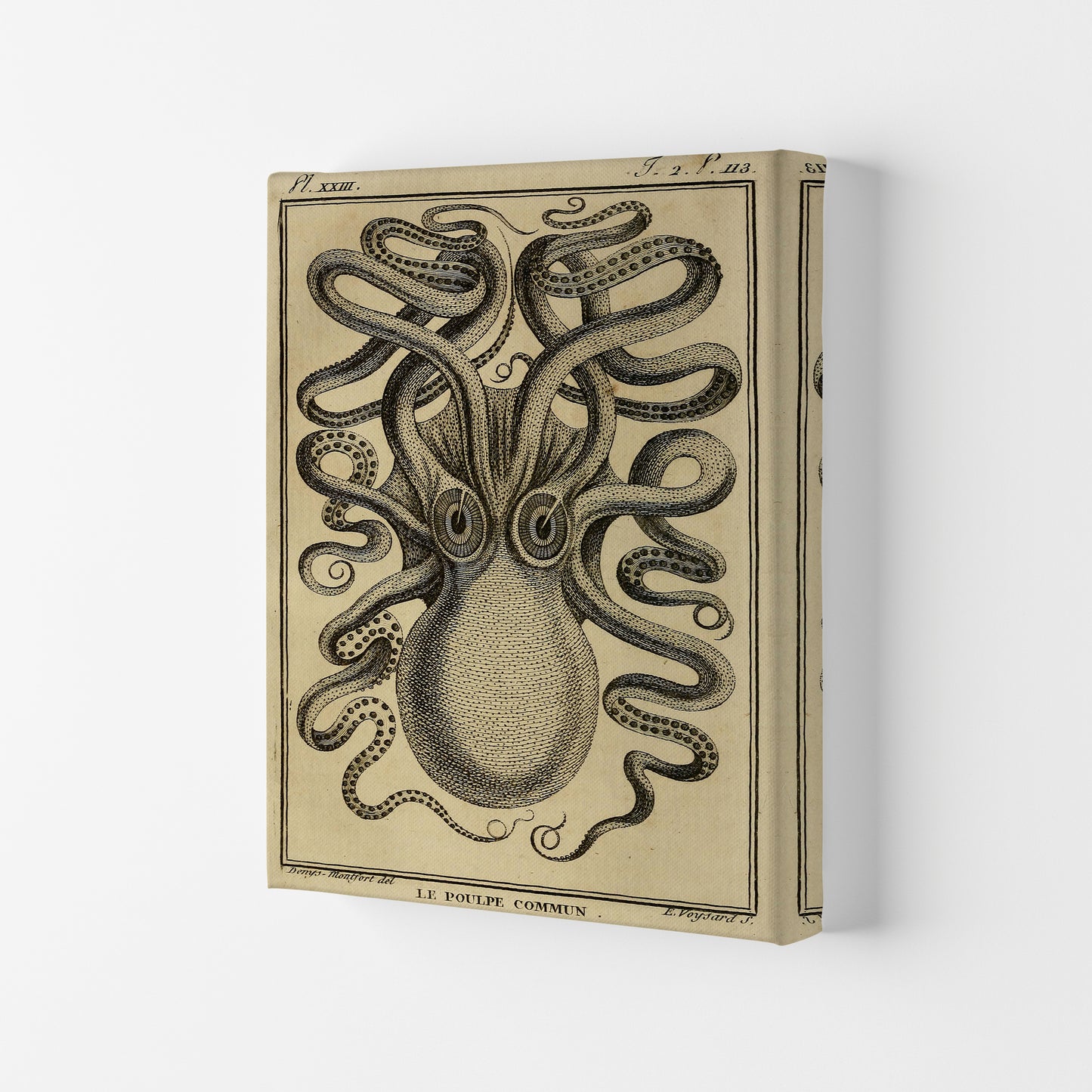 Vintage Octopus 2 Art Print by Jason Stanley Canvas