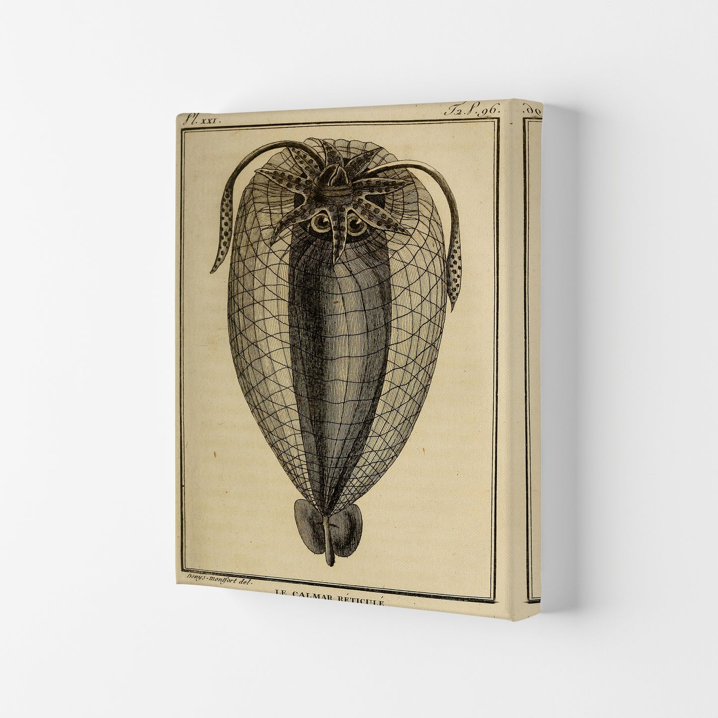 Vintage Squid 4 Art Print by Jason Stanley Canvas