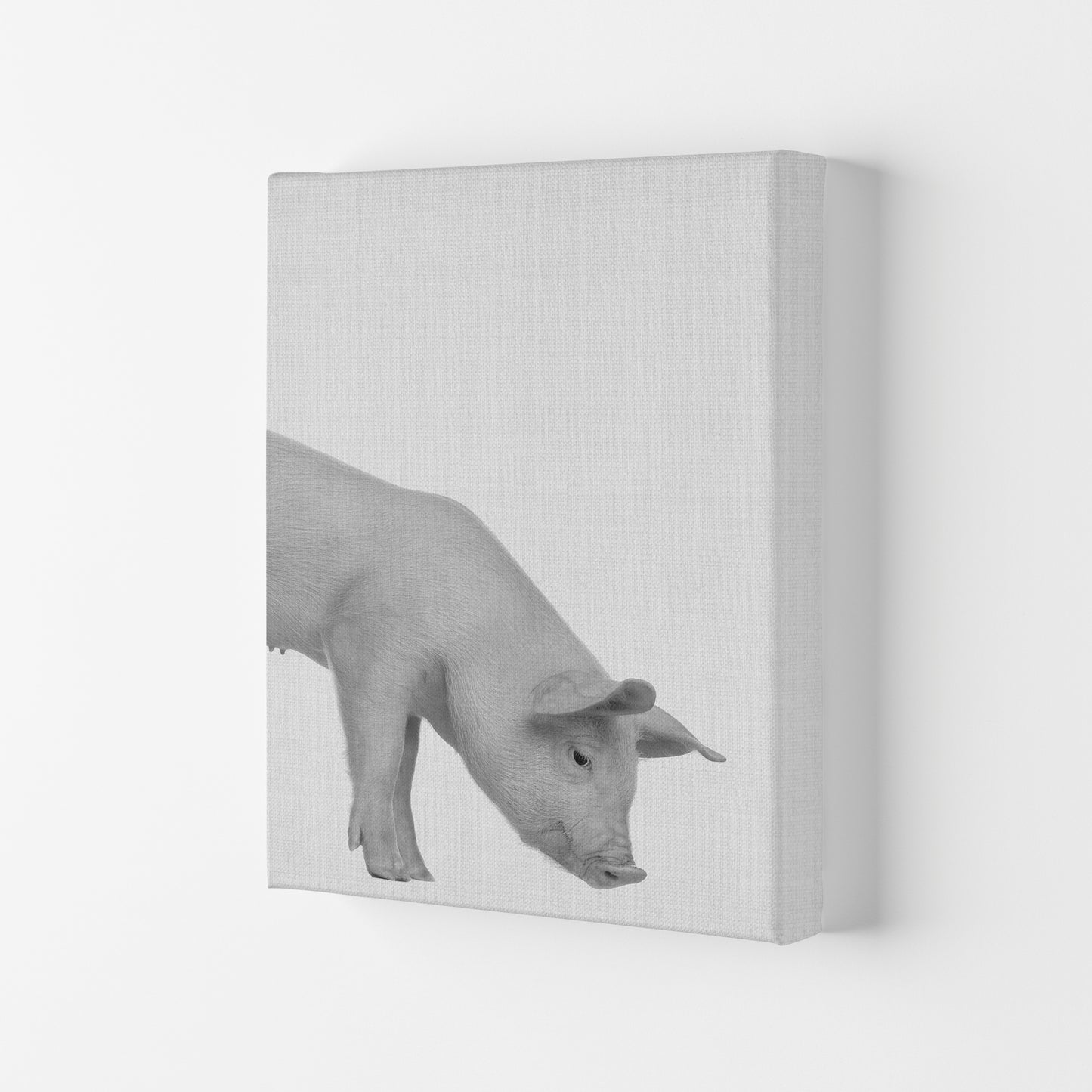 The Cleanest Pig Art Print by Jason Stanley Canvas