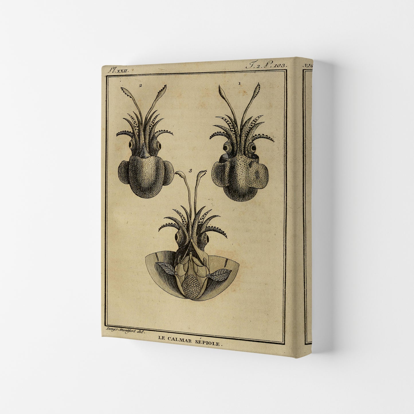 Vintage Squid 3 Art Print by Jason Stanley Canvas