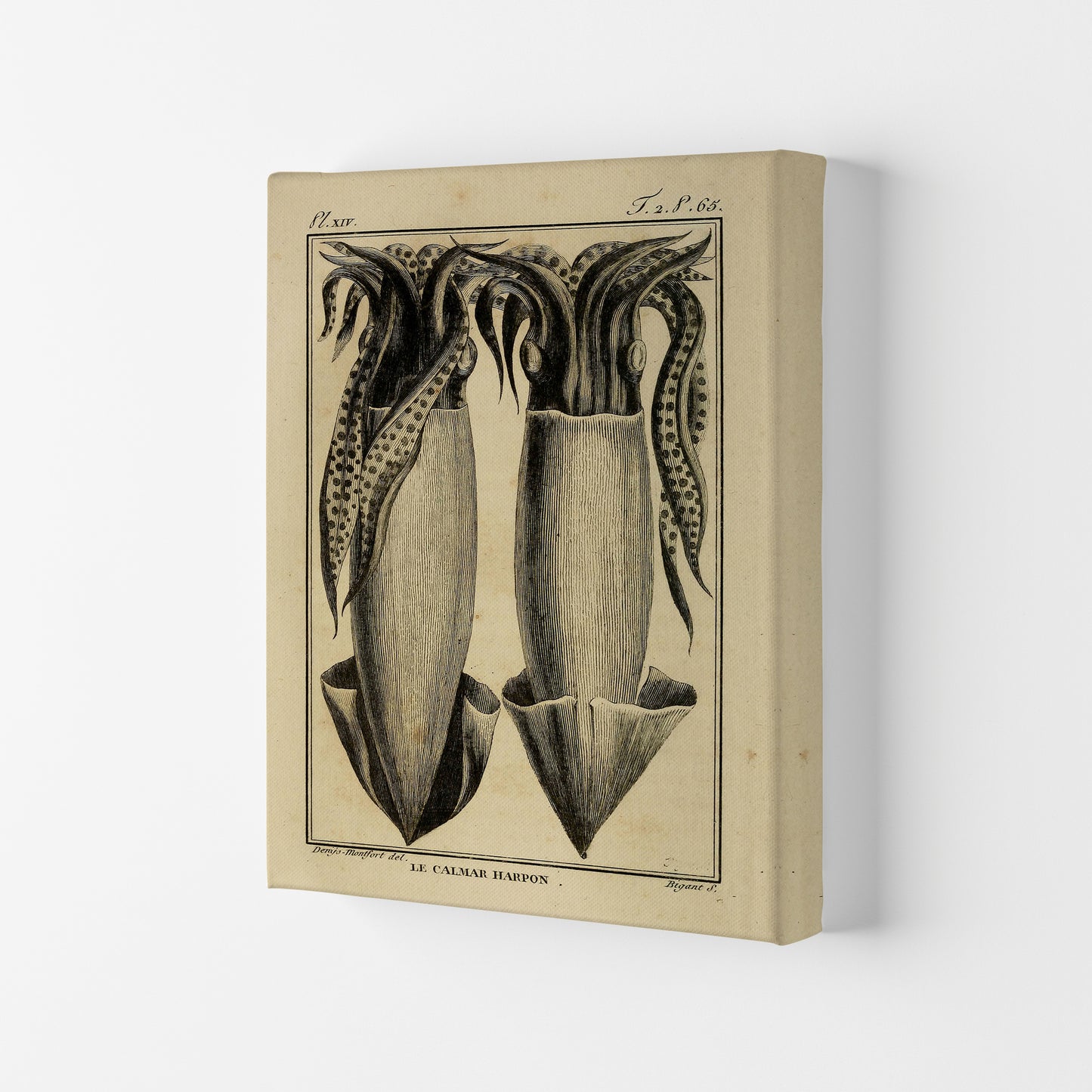 Vintage Squid 5 Art Print by Jason Stanley Canvas