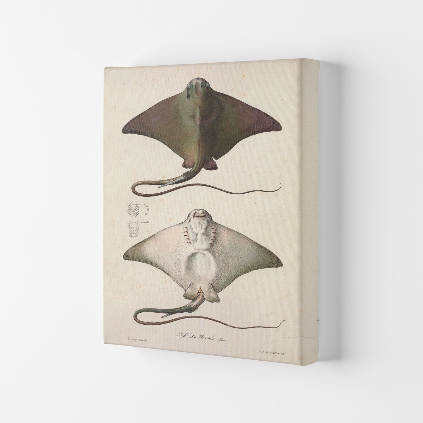 Vintage Stingray Art Print by Jason Stanley Canvas