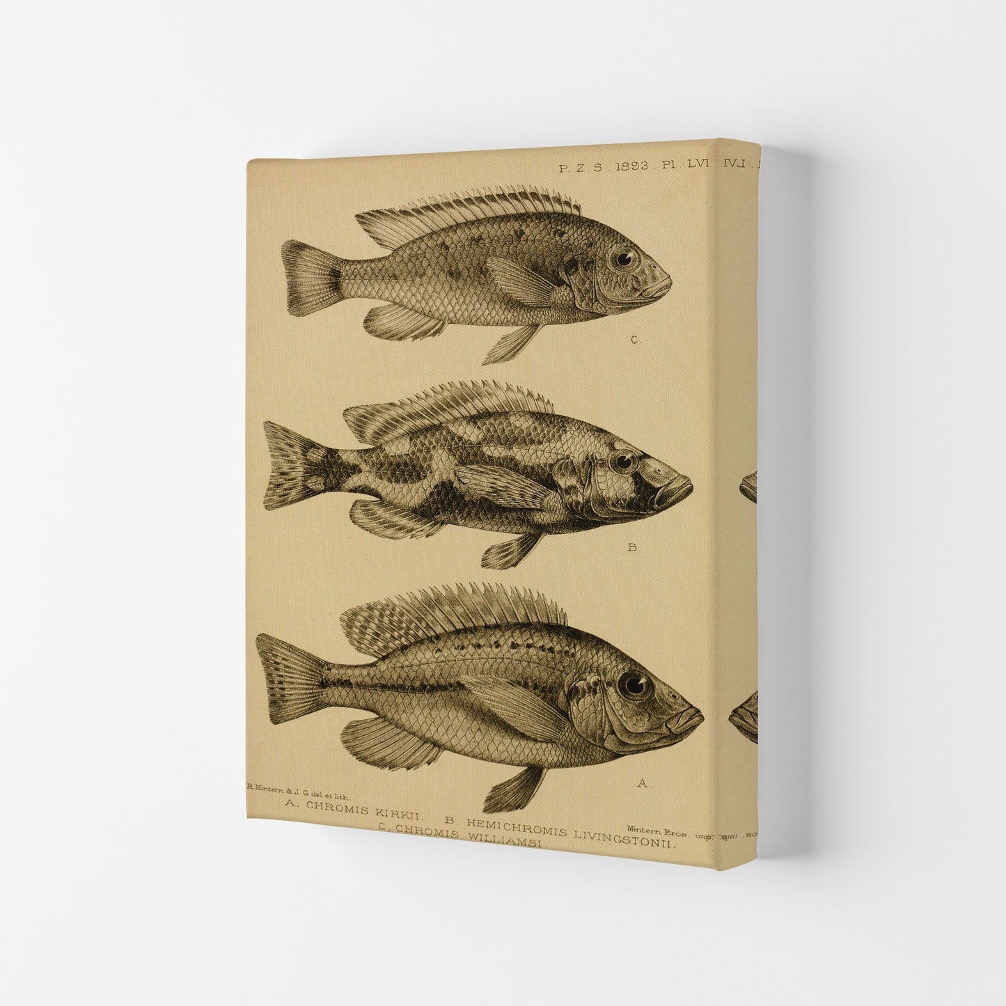 Vintage Fish Art Print by Jason Stanley Canvas