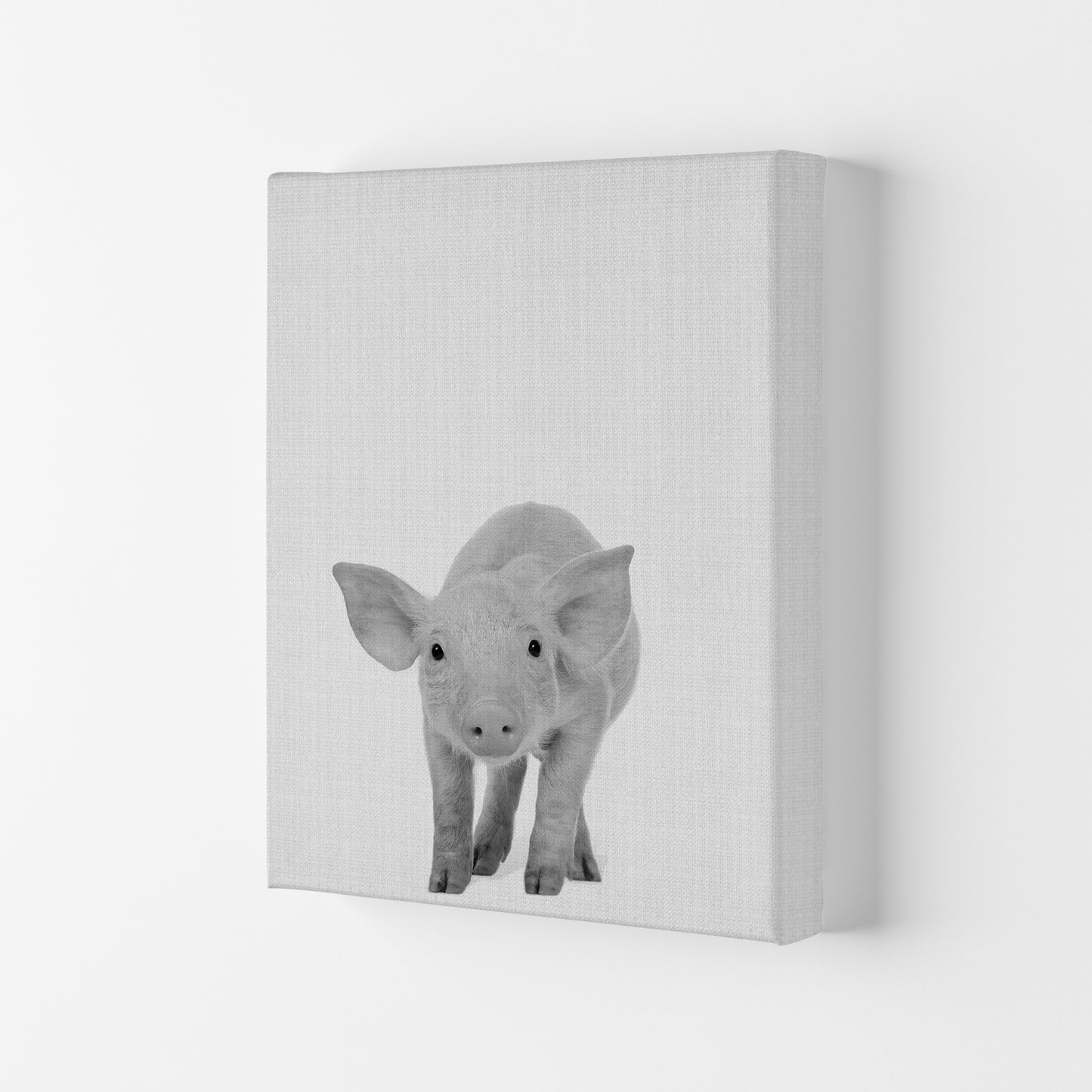 The Cutest Pig Art Print by Jason Stanley Canvas