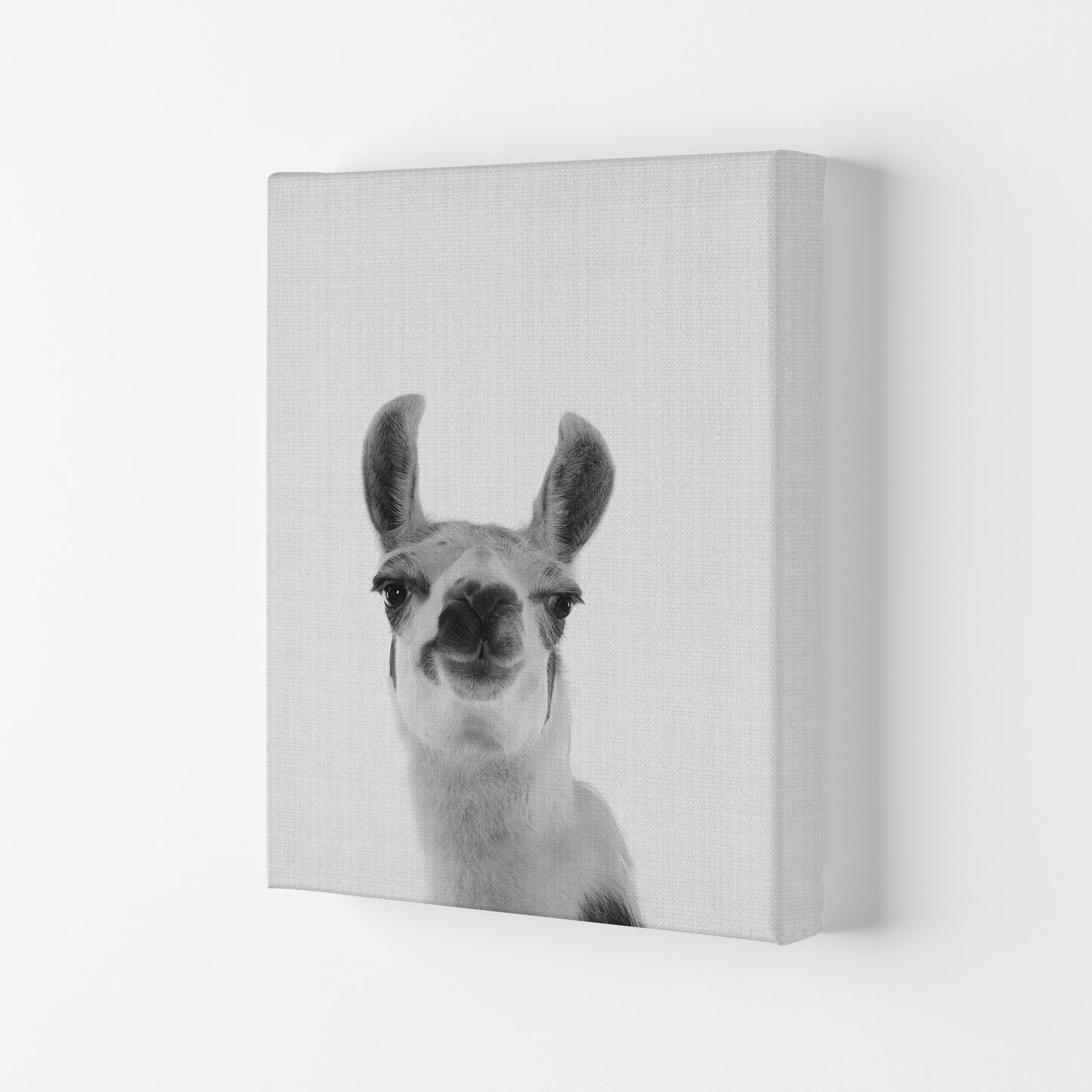 Llama Art Print by Jason Stanley Canvas