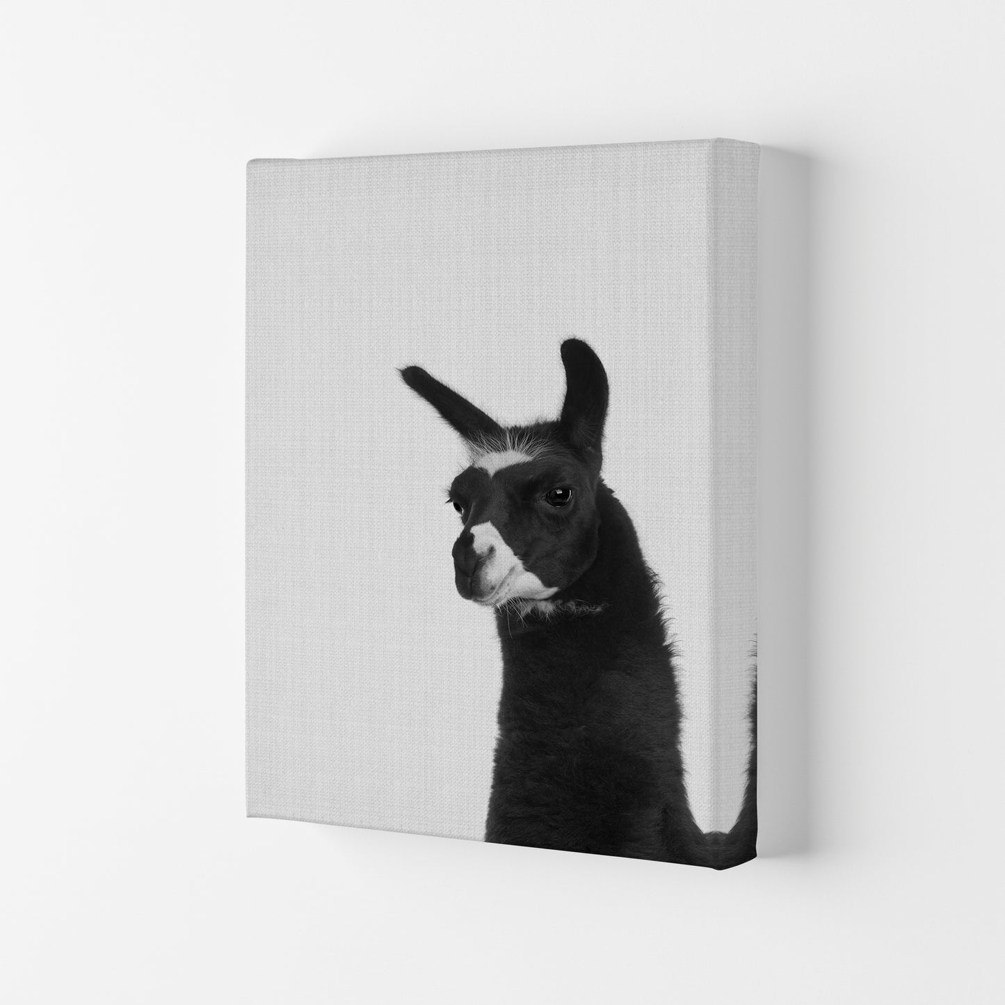 Llama #2 Art Print by Jason Stanley Canvas