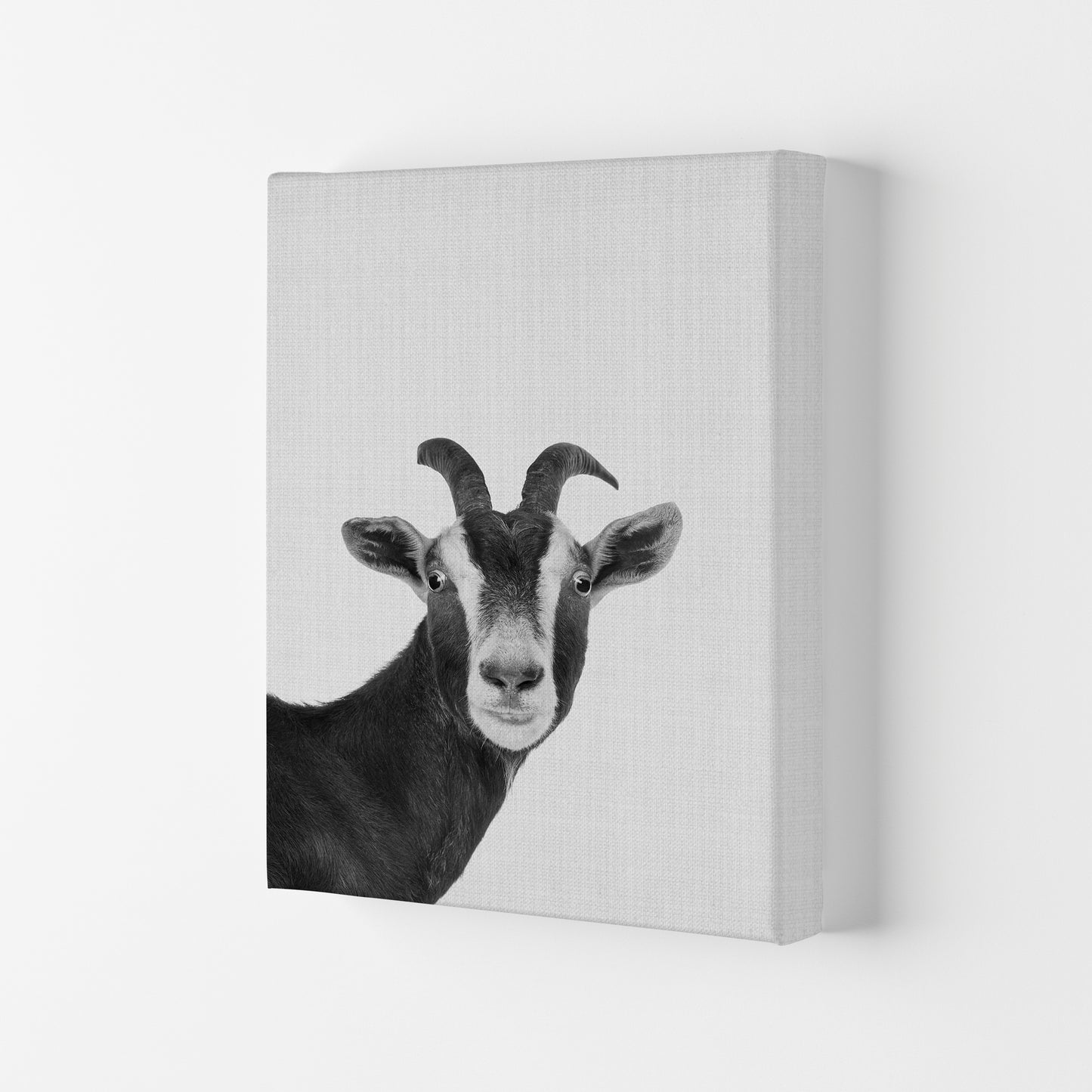 Surprised Goat Art Print by Jason Stanley Canvas