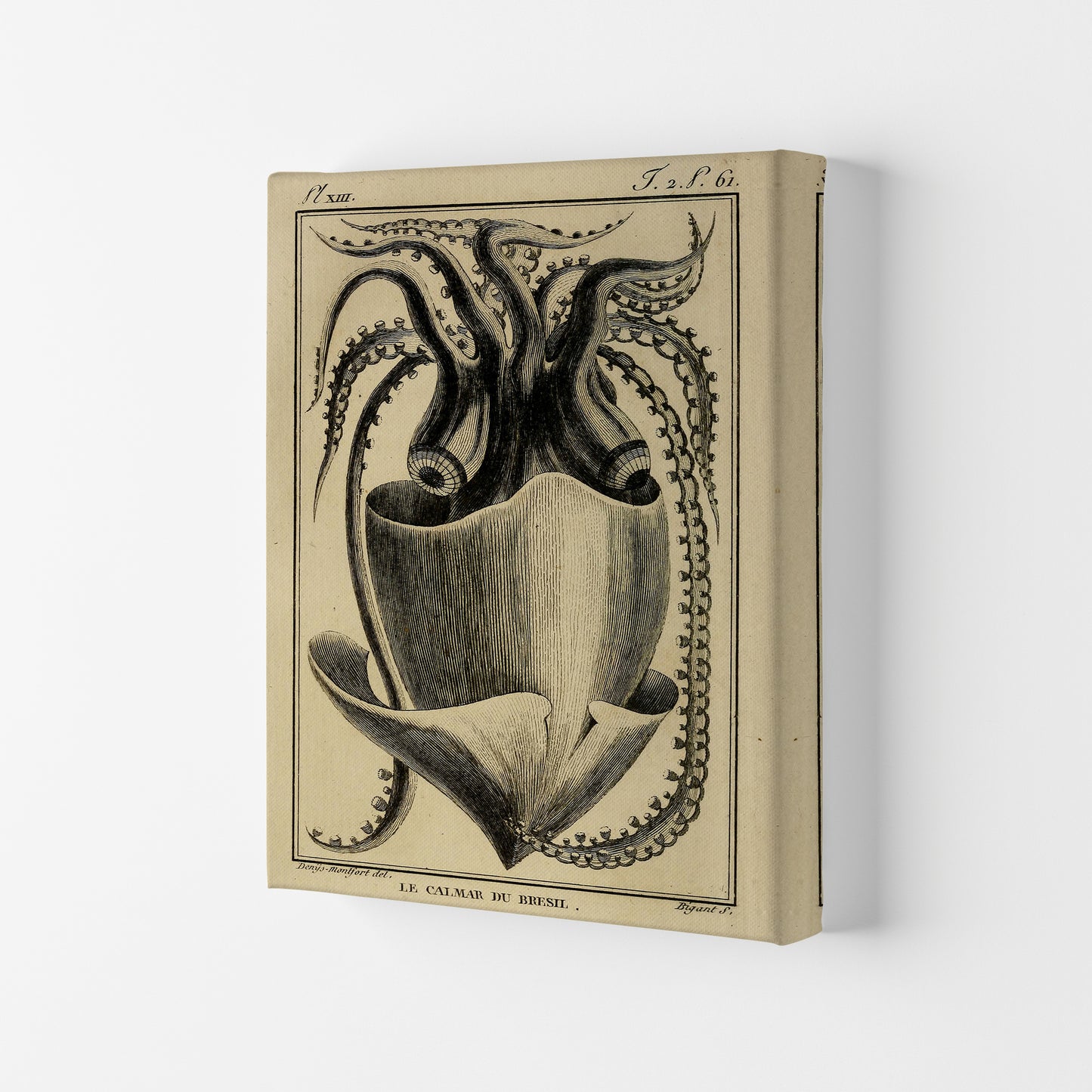 Vintage Squid Art Print by Jason Stanley Canvas