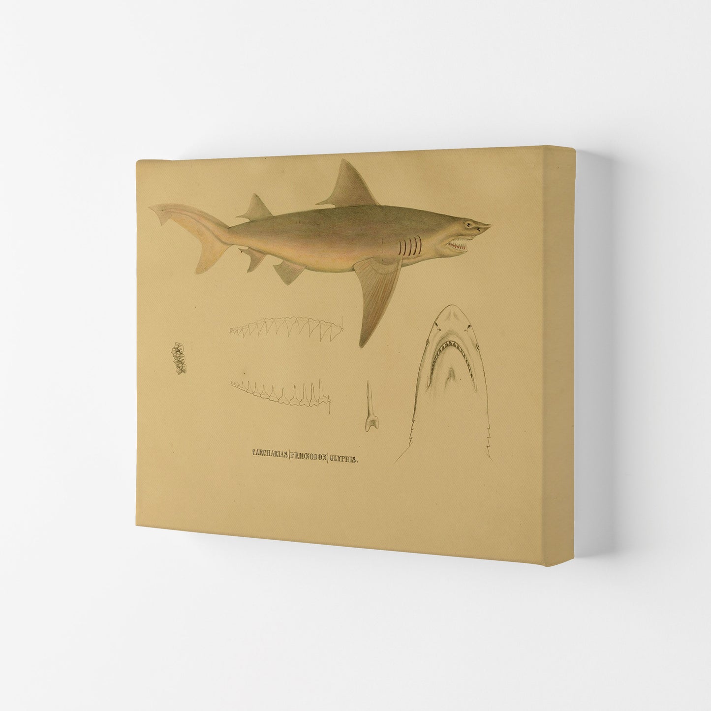 Shark Series 3 Art Print by Jason Stanley Canvas