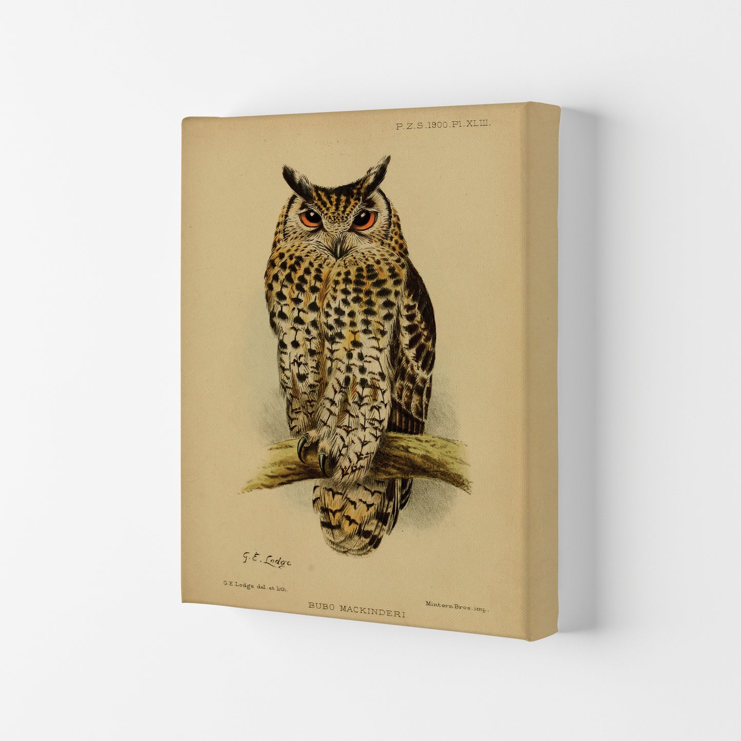 Vintage Owl Art Print by Jason Stanley Canvas
