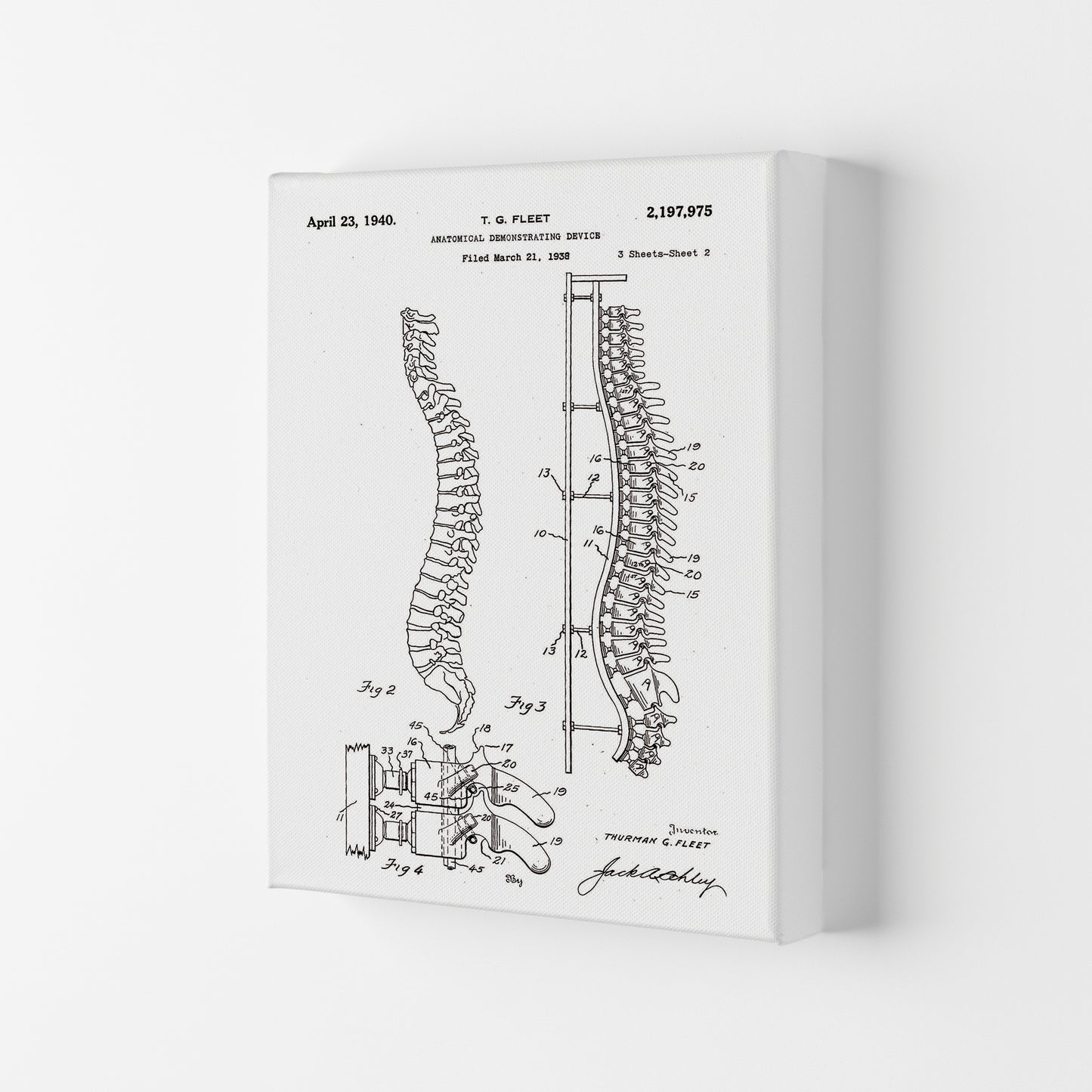 Anatomical Spine Display Patent Art Print by Jason Stanley Canvas