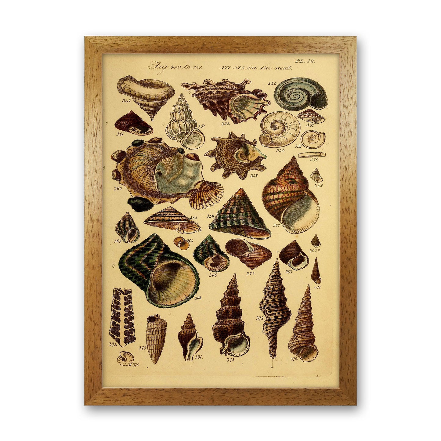 Vintage Shells Art Print by Jason Stanley Oak Grain