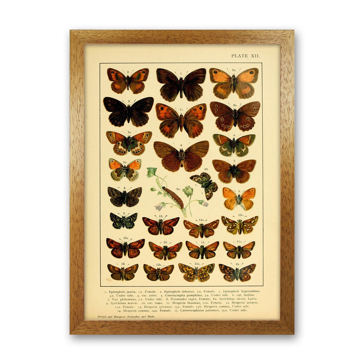 Vintage Butterfly Illustration #2 Art Print by Jason Stanley Oak Grain