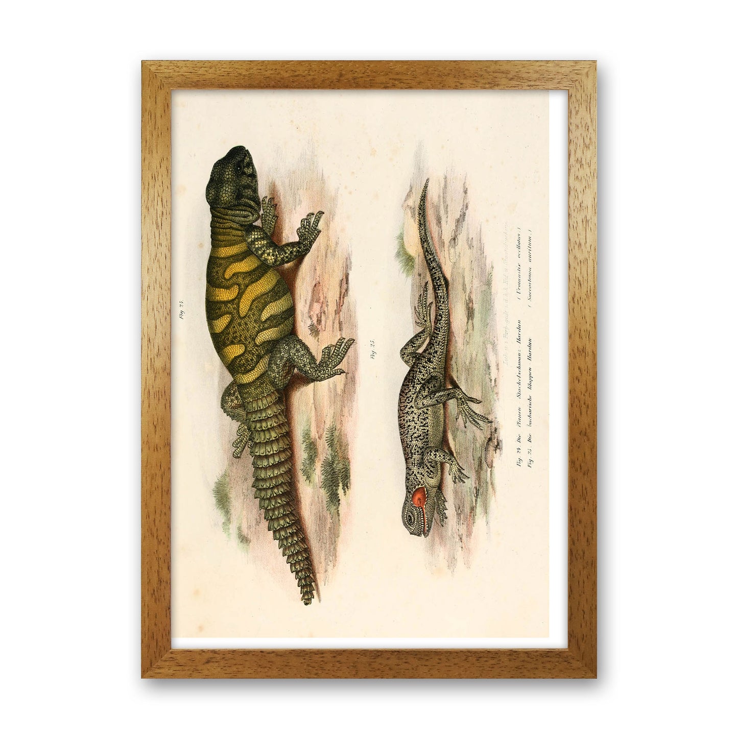 Vintage Lizard Illustration Art Print by Jason Stanley Oak Grain