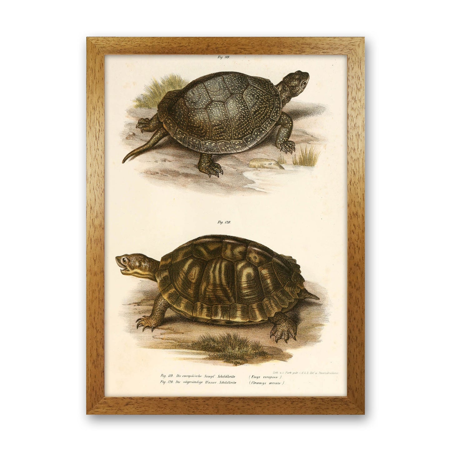 Vintage Turtle Illustration Art Print by Jason Stanley Oak Grain