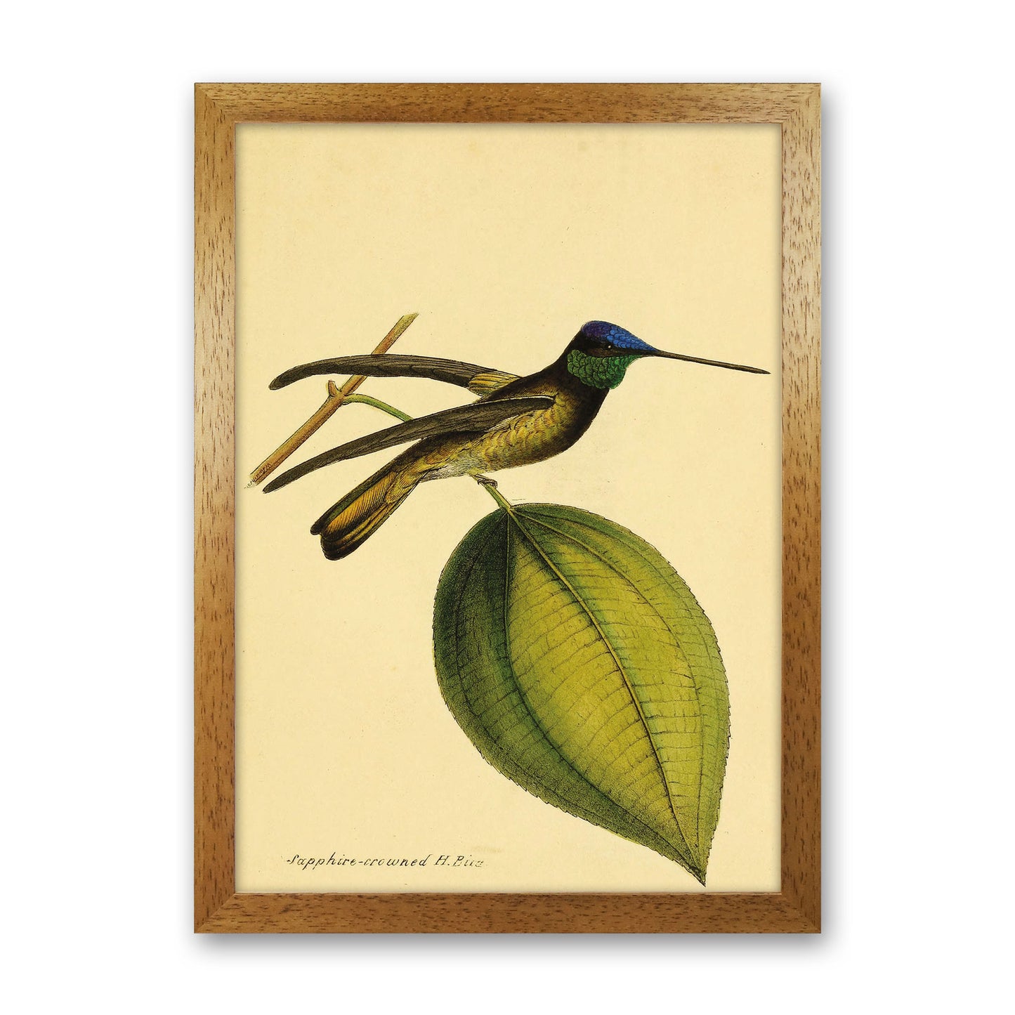 Sapphire Crowned Hummingbird Art Print by Jason Stanley Oak Grain