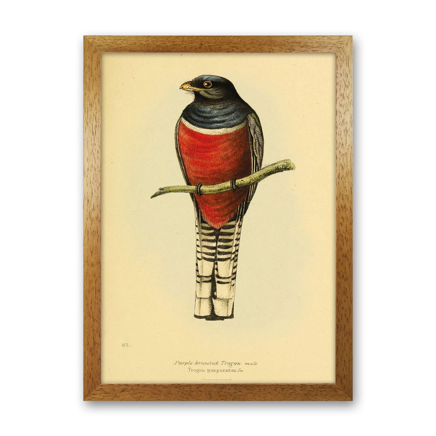 Purple Breasted Trogon Copy Art Print by Jason Stanley Oak Grain