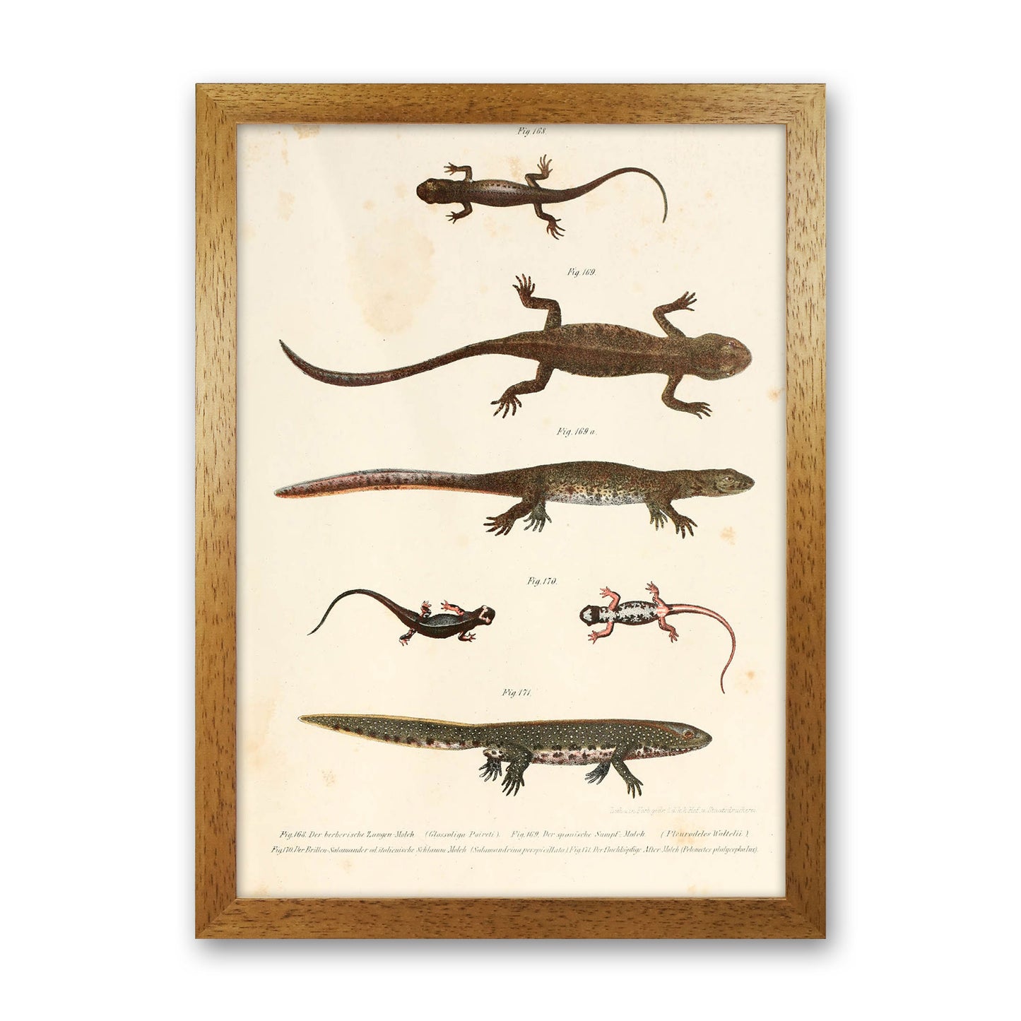 Vintage Newt Illustration Art Print by Jason Stanley Oak Grain