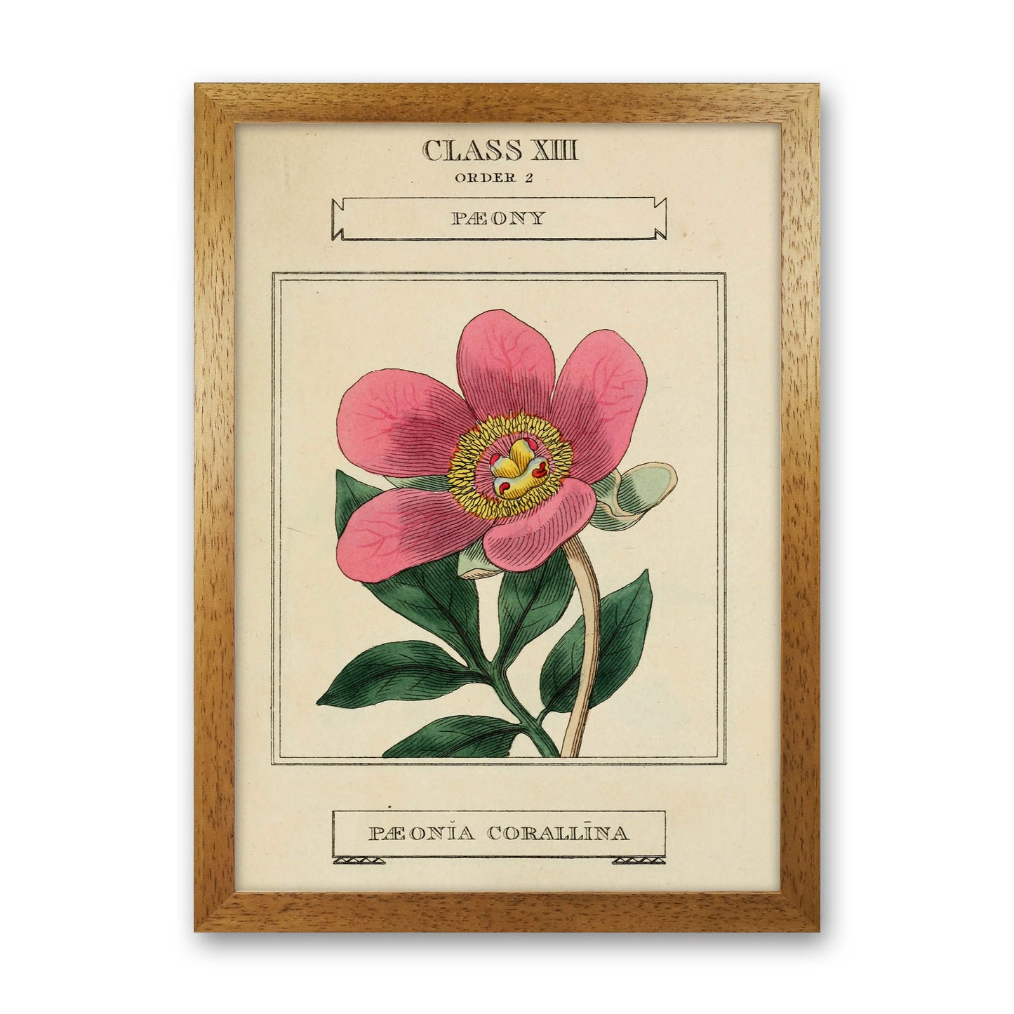 Vintage Flower Series 6 Art Print by Jason Stanley Oak Grain