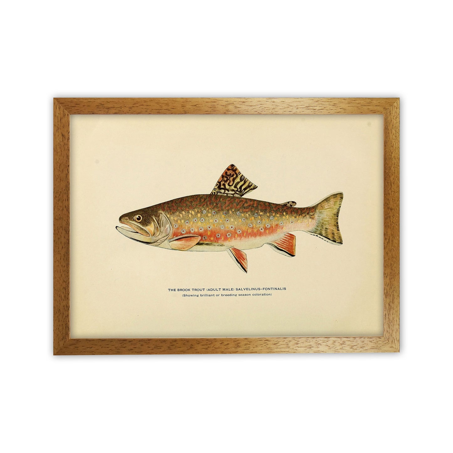 Brook Trout Illustration Art Print by Jason Stanley Oak Grain