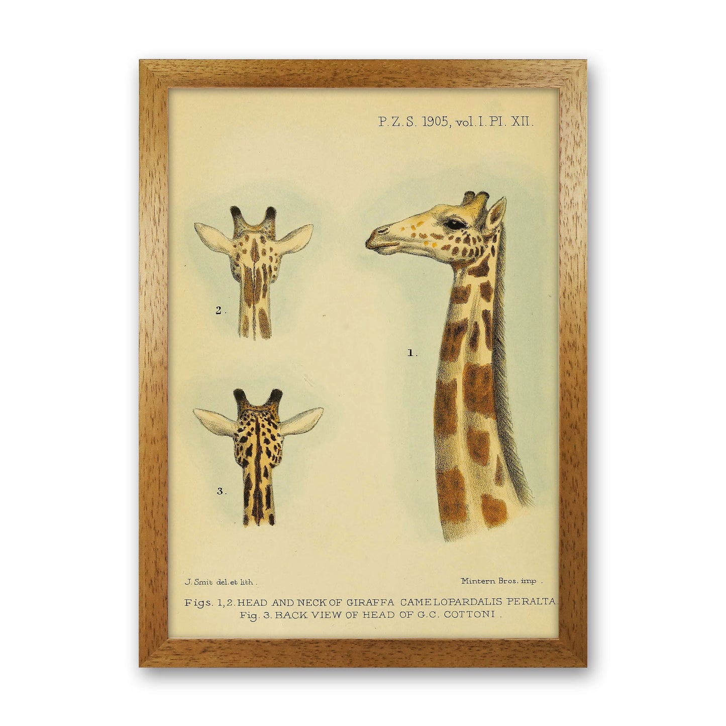 Longest Neck In The Jungle Art Print by Jason Stanley Oak Grain
