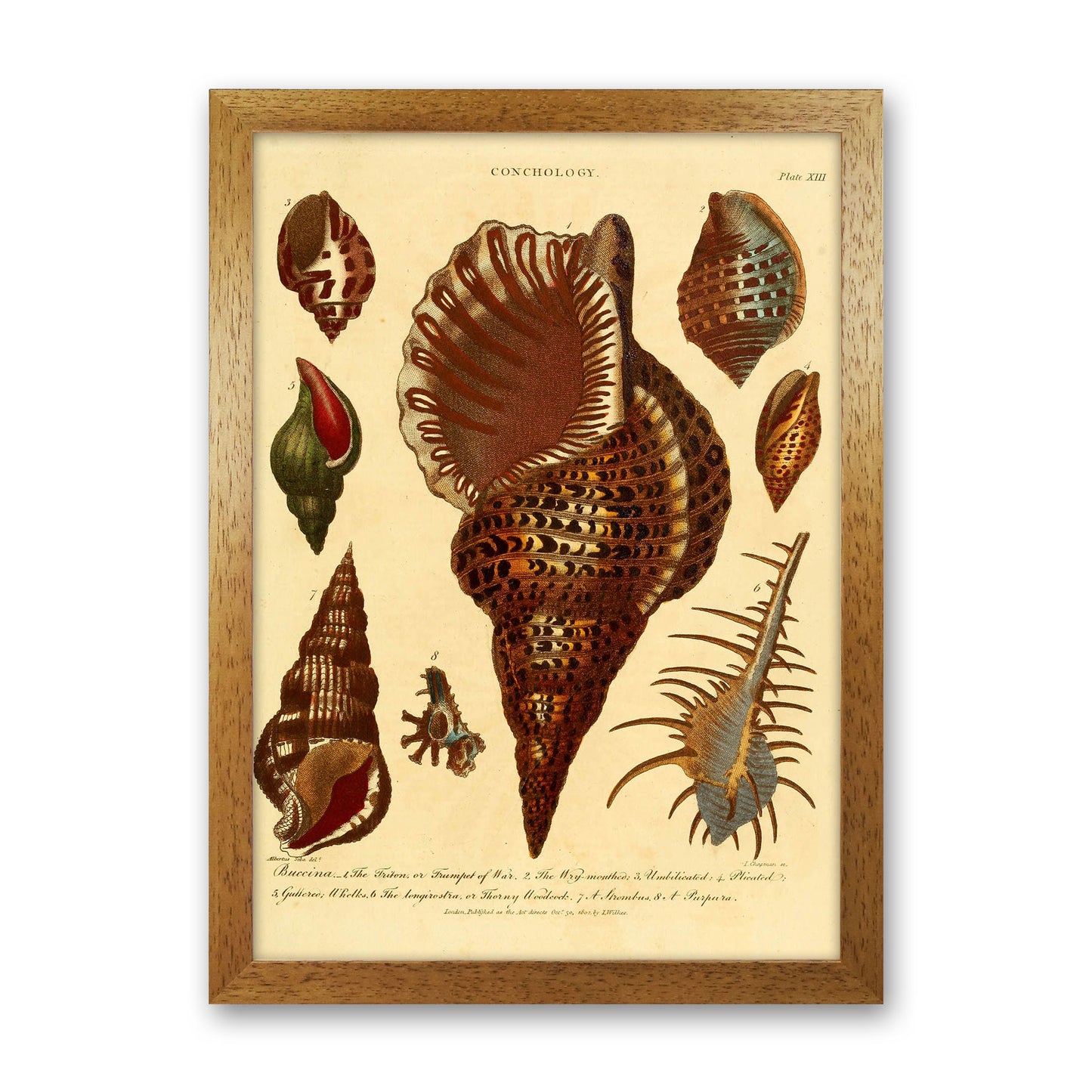 Vintage Conchology 2 Art Print by Jason Stanley Oak Grain