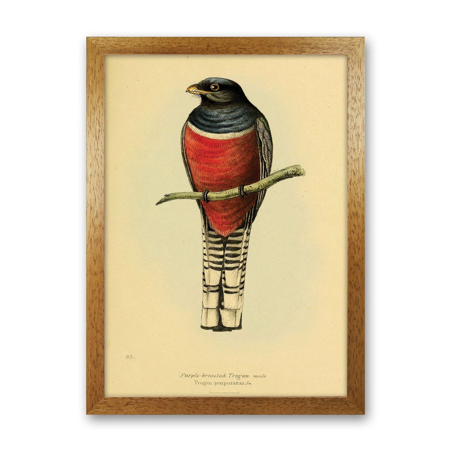 Purple Breasted Trogon Art Print by Jason Stanley Oak Grain