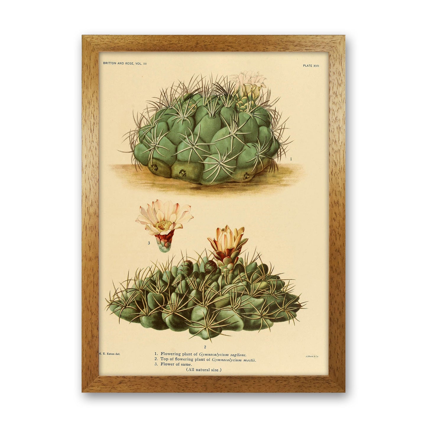 Cactus Series 12 Art Print by Jason Stanley Oak Grain