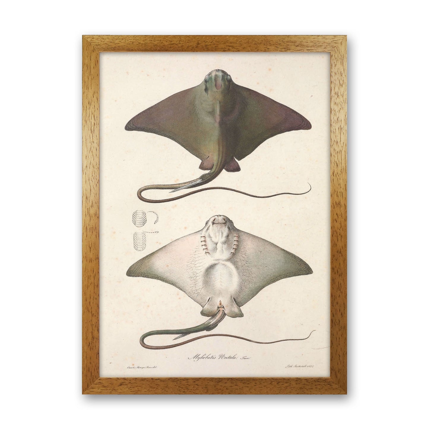 Vintage Stingray Art Print by Jason Stanley Oak Grain