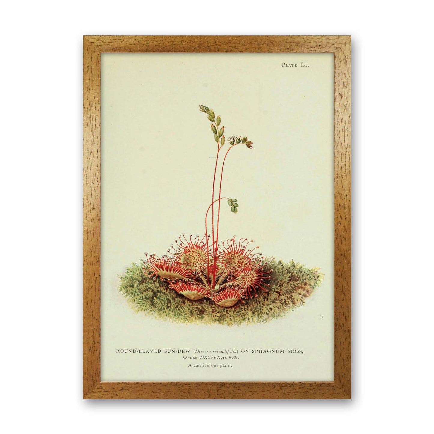 Venus Fly Trap Art Print by Jason Stanley Oak Grain