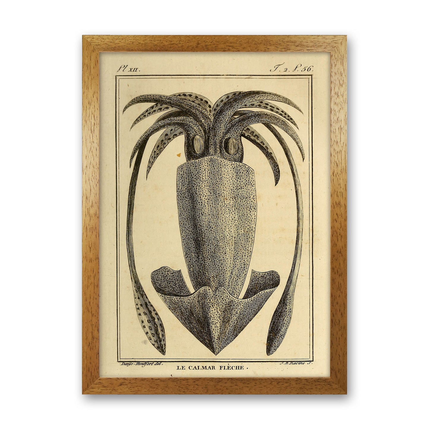 Vintage Squid 2 Art Print by Jason Stanley Oak Grain