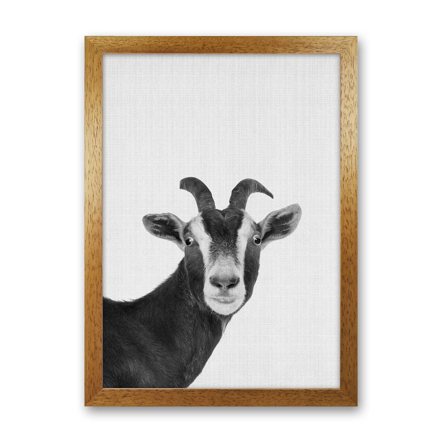 Surprised Goat Art Print by Jason Stanley Oak Grain