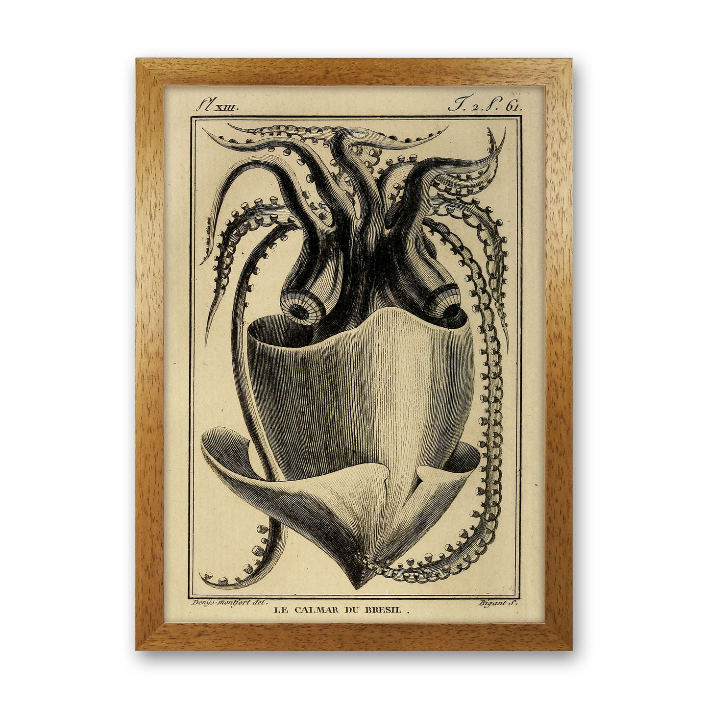 Vintage Squid Art Print by Jason Stanley Oak Grain