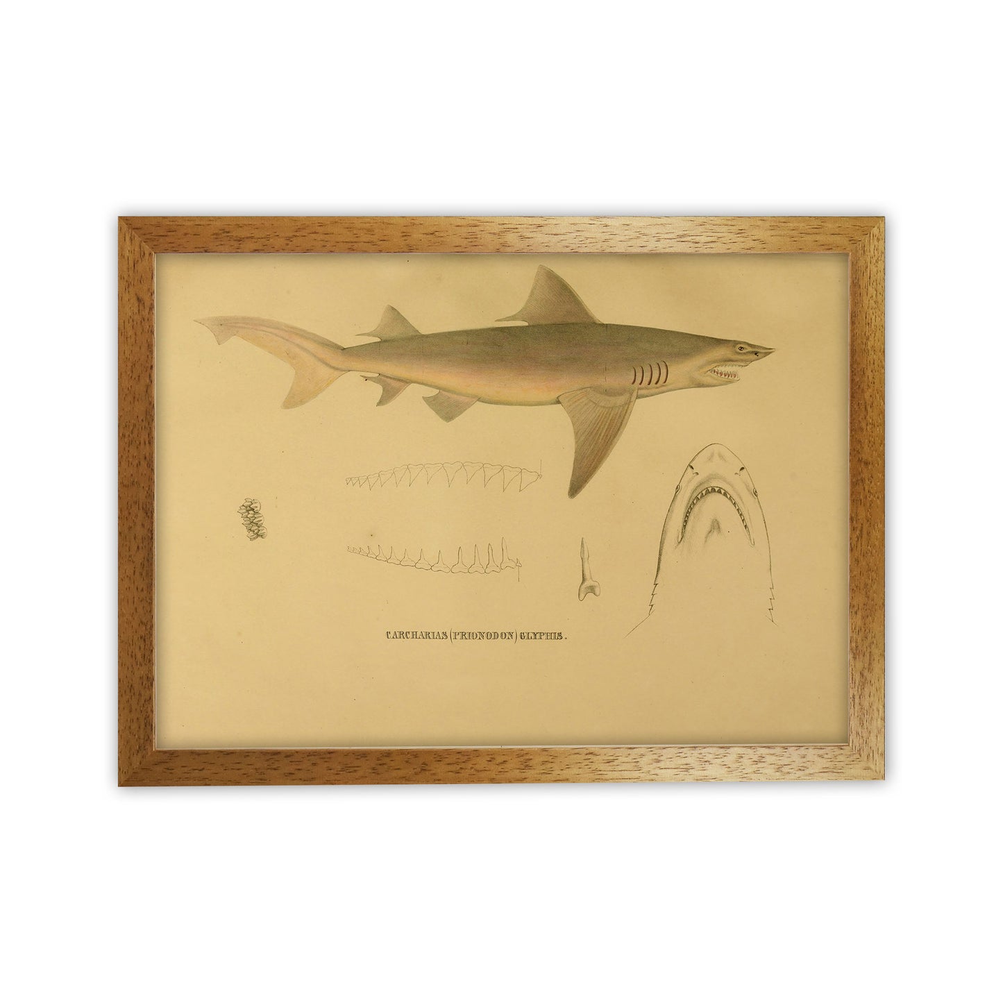 Shark Series 3 Art Print by Jason Stanley Oak Grain