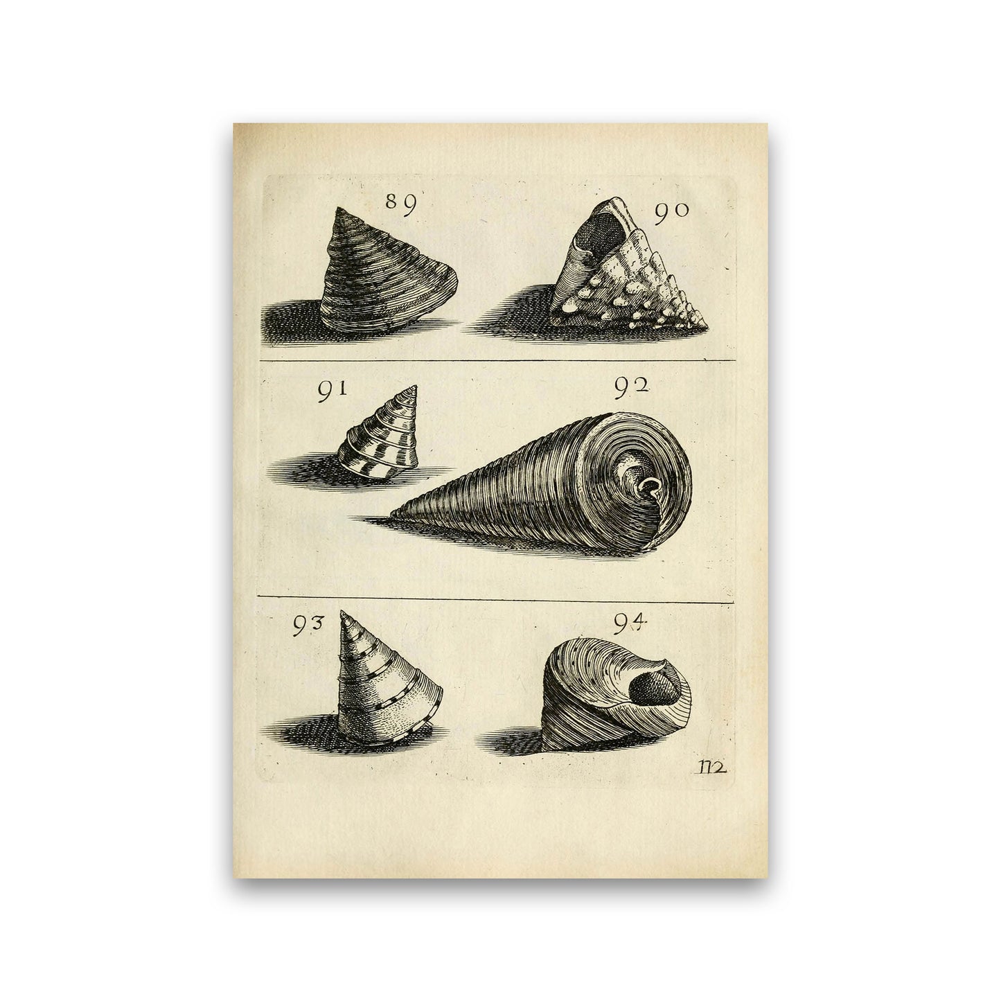 Set Of Vintage Shells Art Print by Jason Stanley Print Only