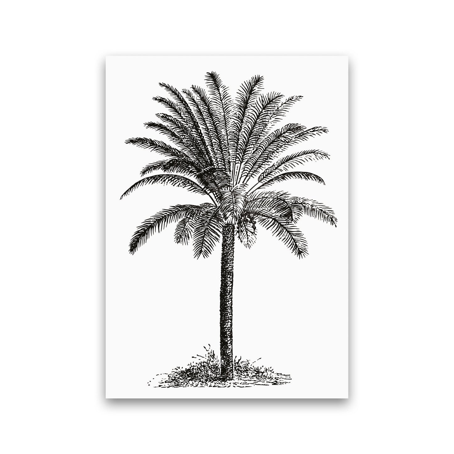 Vintage Palm Tree Art Print by Jason Stanley Print Only