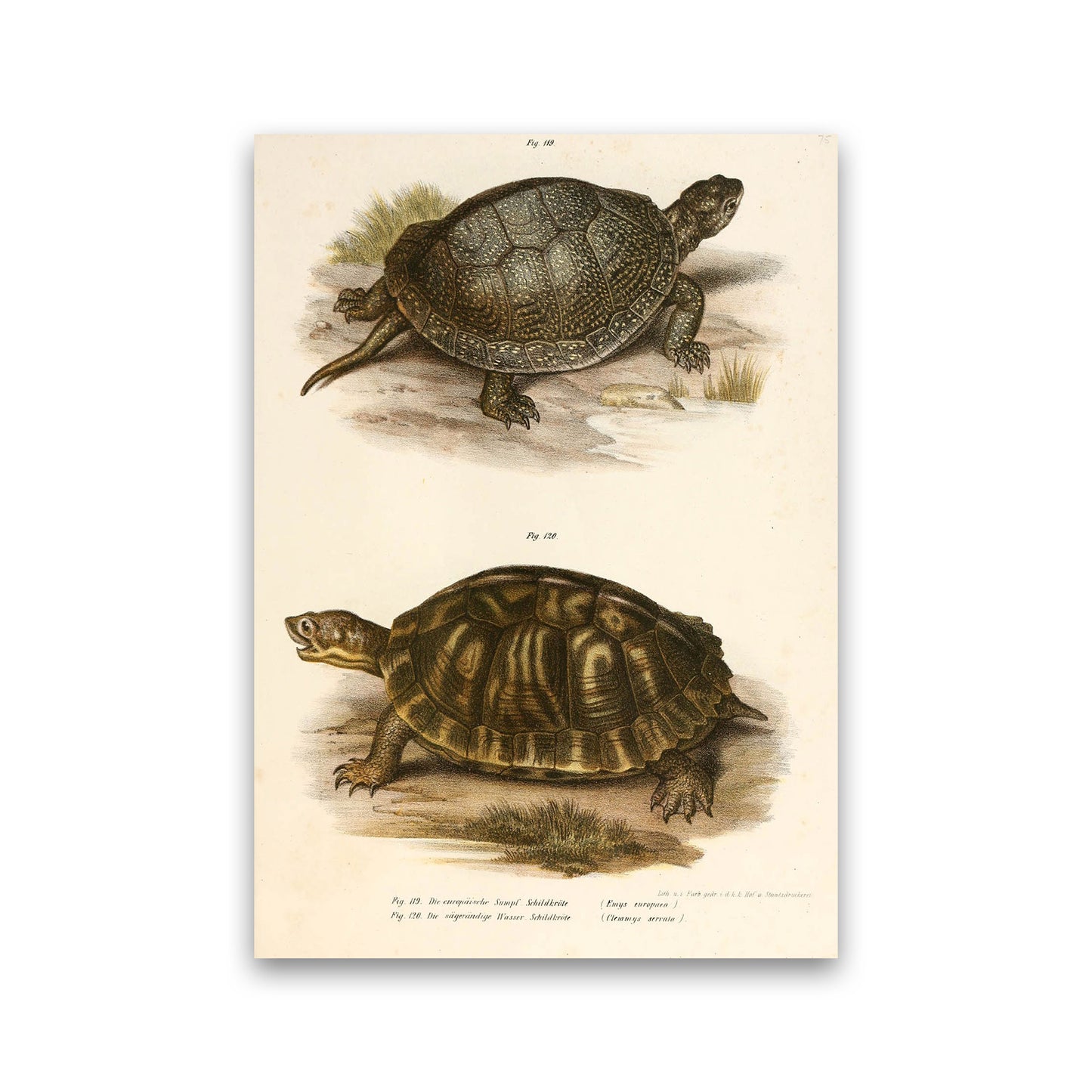 Vintage Turtle Illustration Art Print by Jason Stanley Print Only