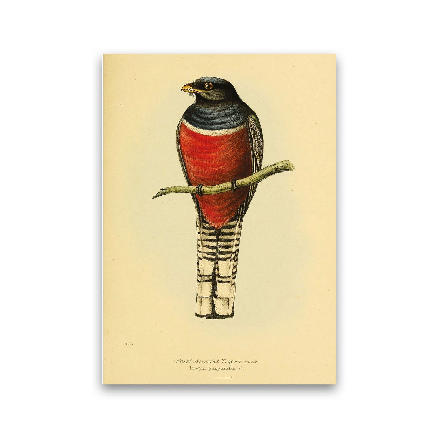 Purple Breasted Trogon Copy Art Print by Jason Stanley Print Only