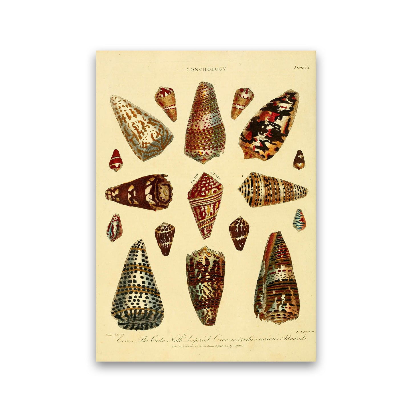 Conchology Illustration 2 Art Print by Jason Stanley Print Only