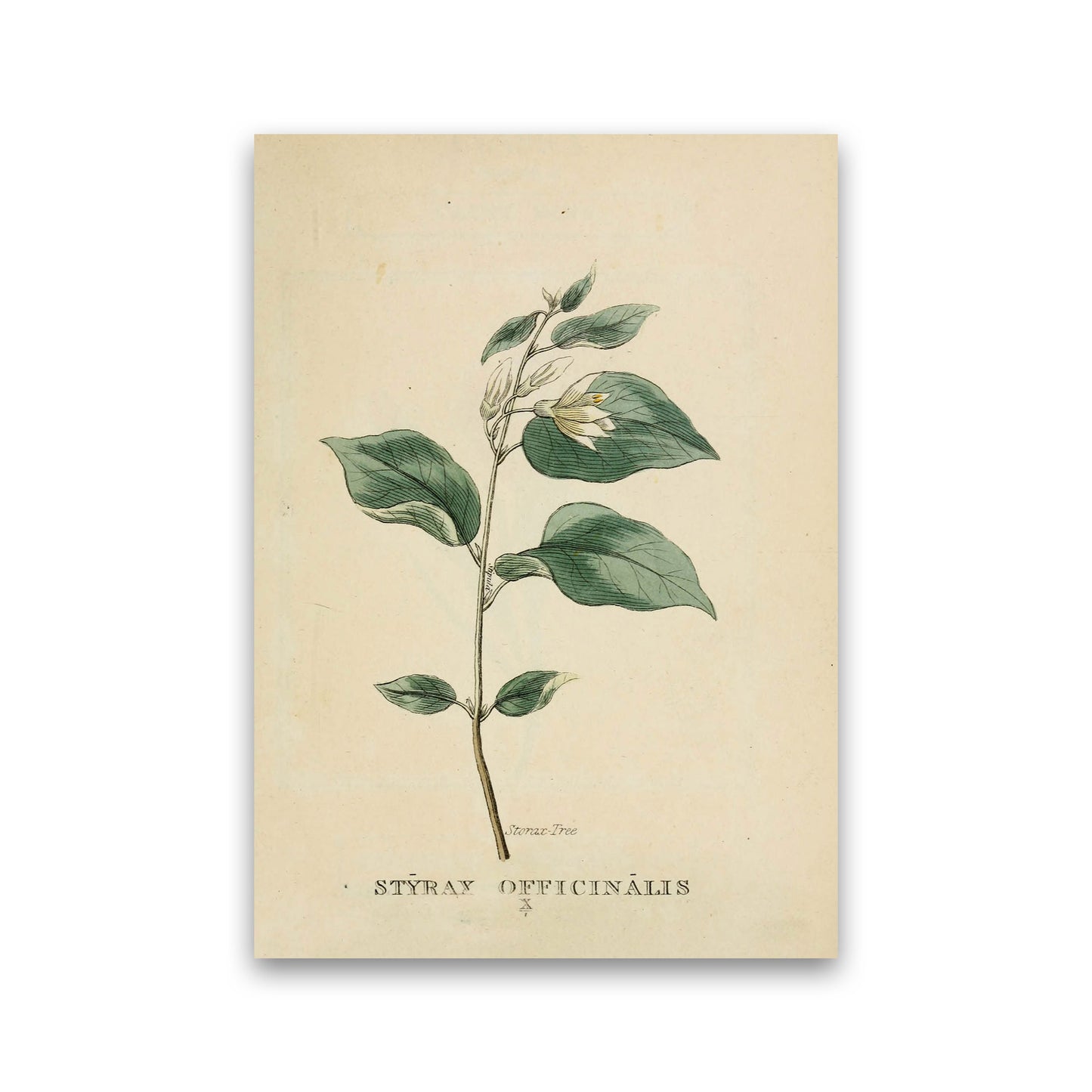 Vintage Flower Series 1 Art Print by Jason Stanley Print Only