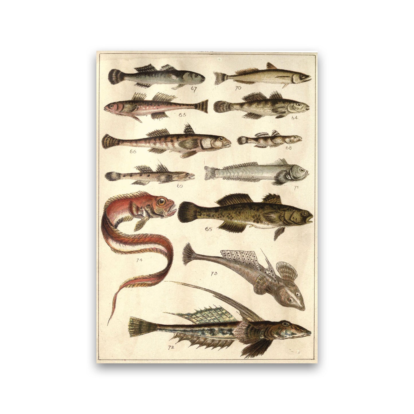 Creatures Of The Sea Art Print by Jason Stanley Print Only