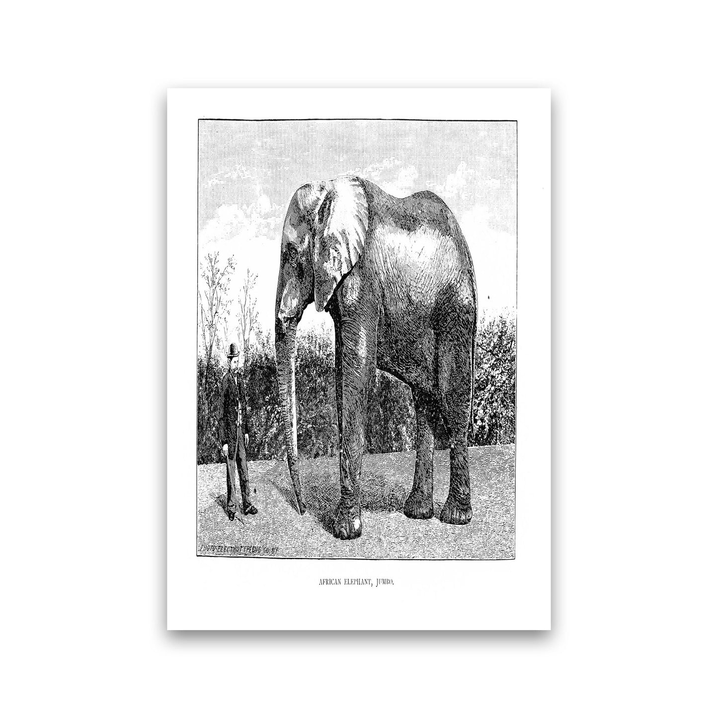 African Elephant Art Print by Jason Stanley Print Only