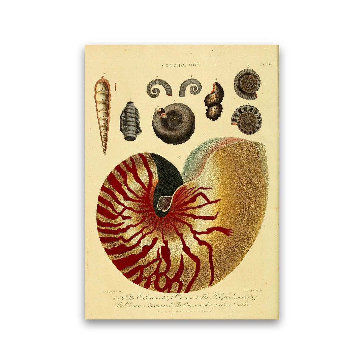Vintage Conchology Art Print by Jason Stanley Print Only