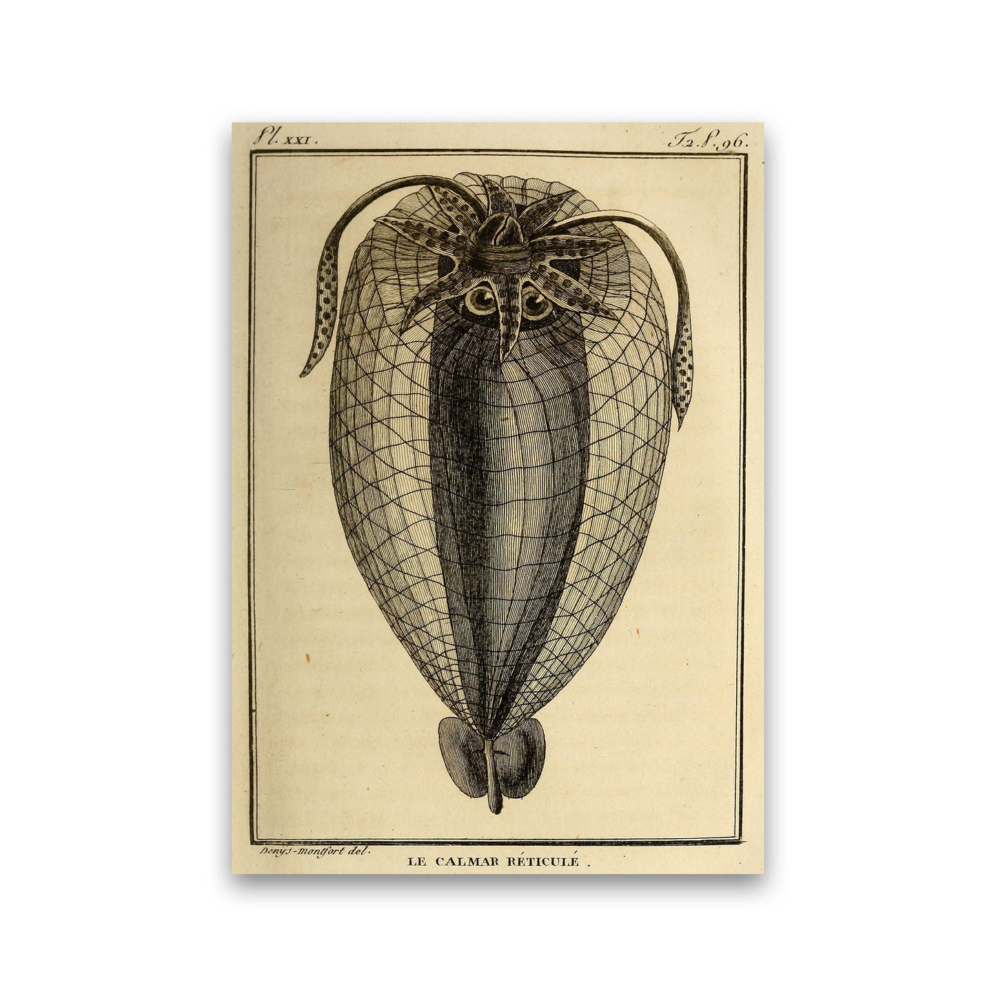 Vintage Squid 4 Art Print by Jason Stanley Print Only