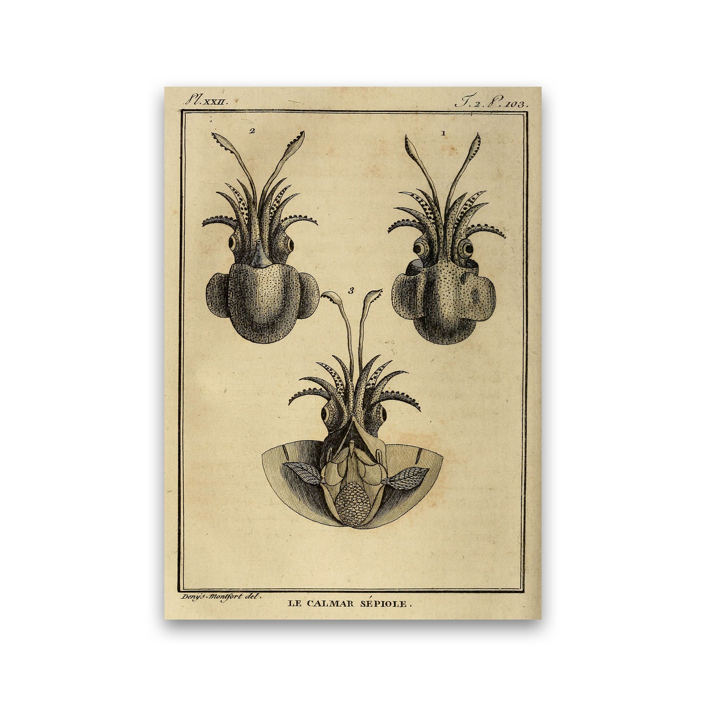 Vintage Squid 3 Art Print by Jason Stanley Print Only